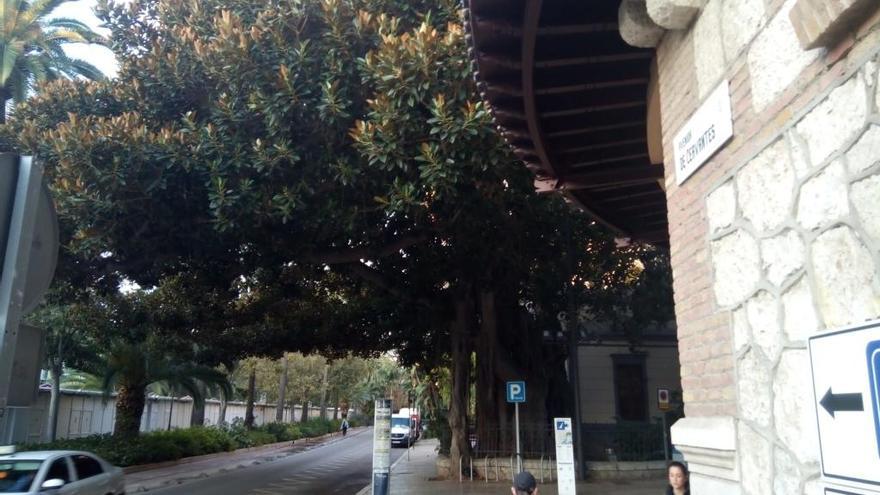 ?La foto está tomada junto al antiguo edificio de Correos, hoy el Rectorado de la Universidad. Desde aquí se puede apreciar muy bien cómo todas las ramas del impresionante ficus australiano, el ficus de raíces aéreas, crecen hacia la izquierda hasta casi tocar la acera del Parque. Por contra, en la menos luminosa parte de la derecha, donde también crece otro ficus fastuoso, no hay ramas que valgan. Aunque el árbol no peligra gracias a sus poderosos sustentos, no estará mal vigilar su evolución.