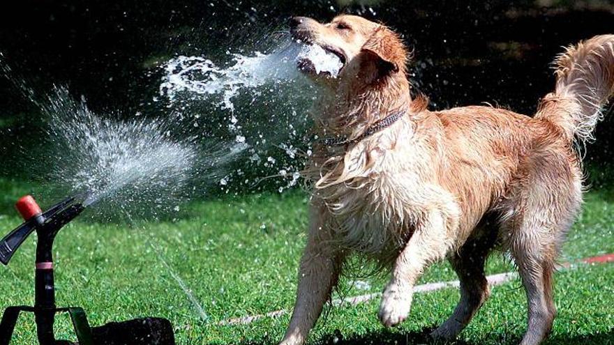 La familia debe hacer del perro un animal cariñoso y fiel, pero también trabajador .