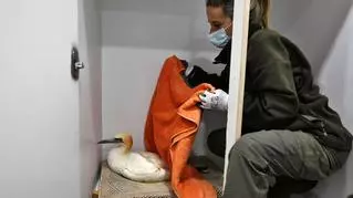 Un hospital para la fauna