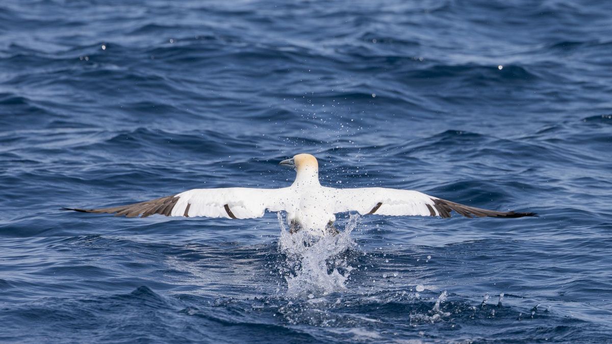 L’Institut Català d’Ornitologia i la Fundació Alive han signat un conveni per a la conservació d'ocells marins al litoral català.