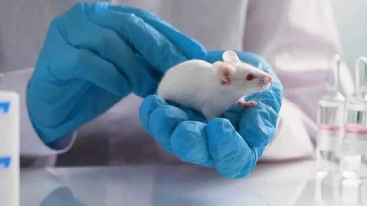 Un ratón de laboratorio, en una imagen de archivo.