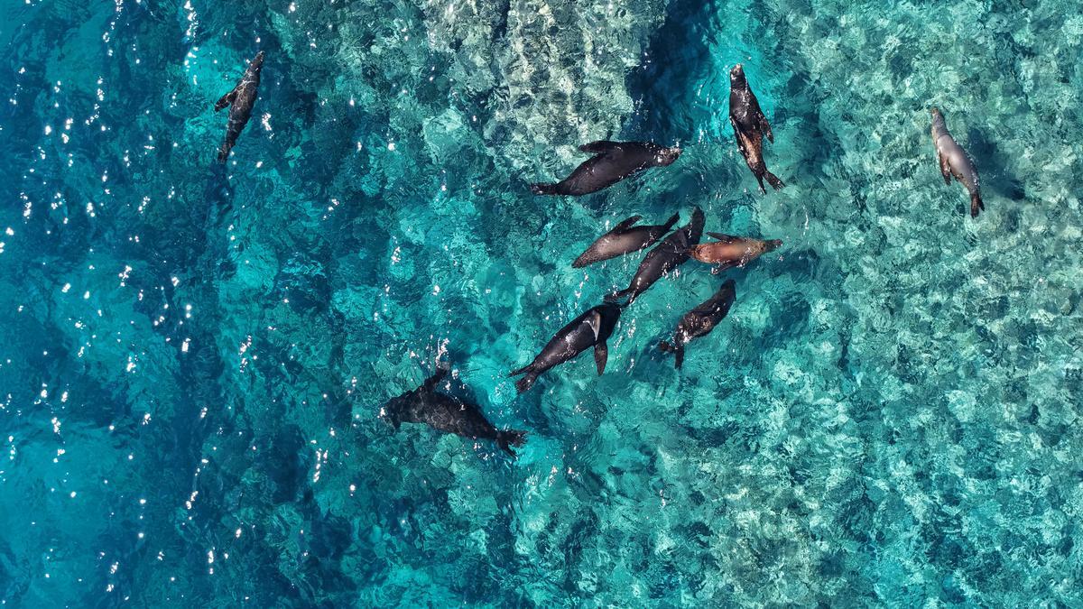 Leones marinos nadando en el Mar de Cortés