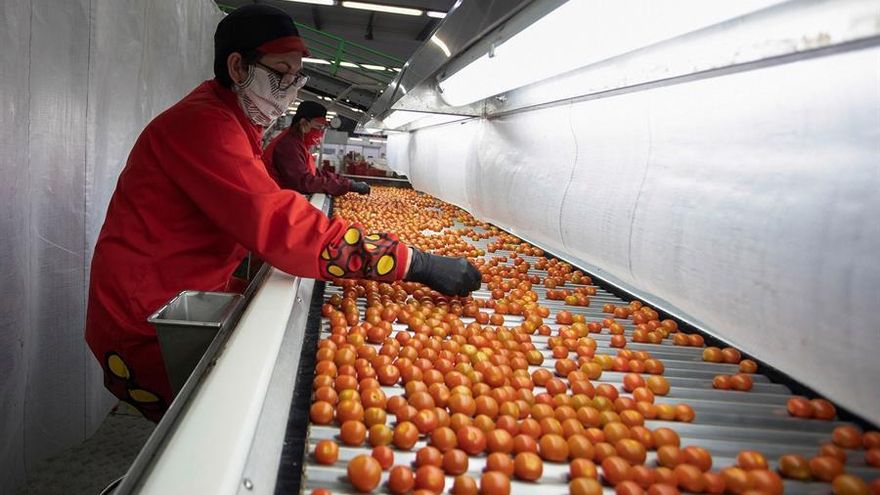 Trabajadoras en una industria del tomate