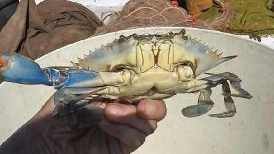 Los pescadores reclaman regular la captura del «invasor» cangrejo azul