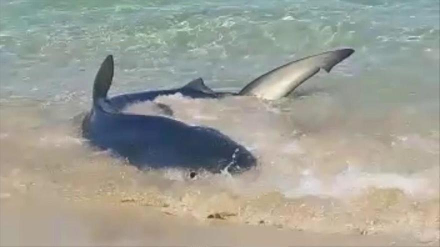 El tiburón de Calas de Mallorca, en primer plano