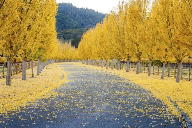 En otoño los bosques se tiñen de colores marrones y amarillos.