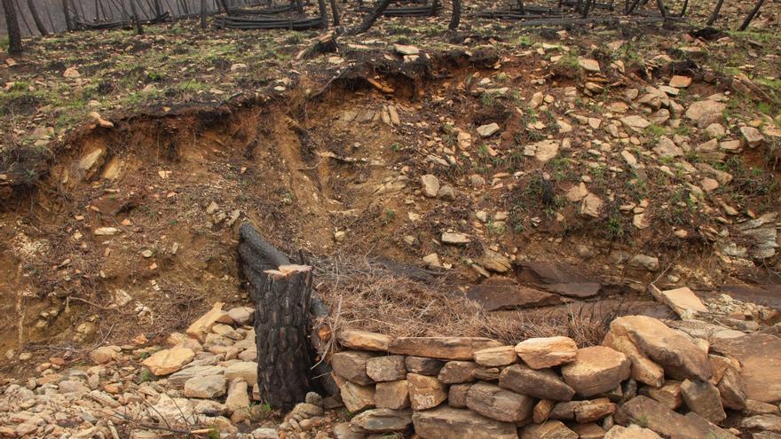 Sierra Bermeja usa sus troncos quemados para frenar las escorrentías de las lluvias