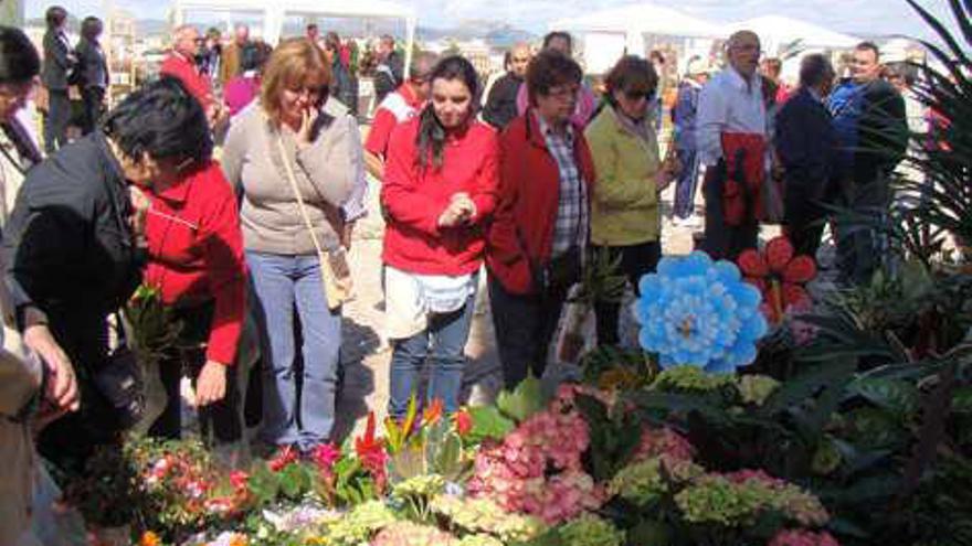 El algarrobo vuelve al casco antiguo