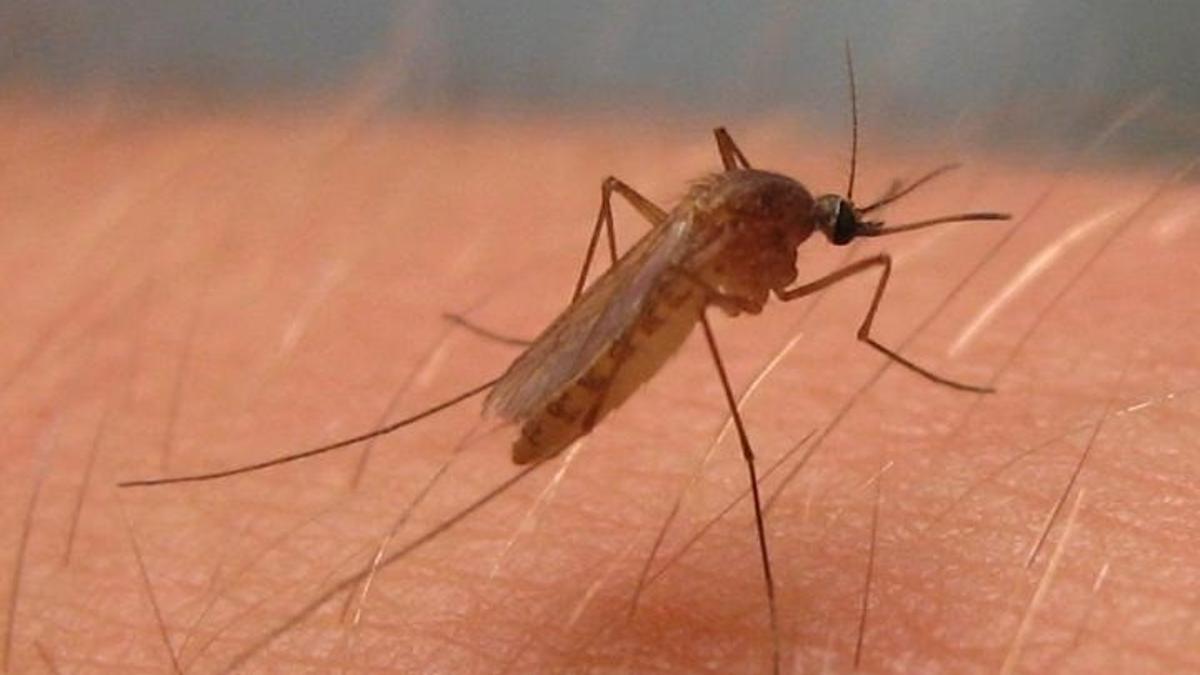 Mosquito del género culex, que puede actuar como vector del virus del Nilo.