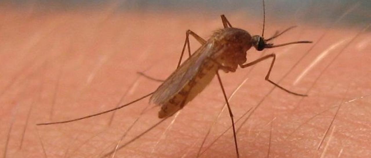Mosquito del género culex, que puede actuar como vector del virus del Nilo.