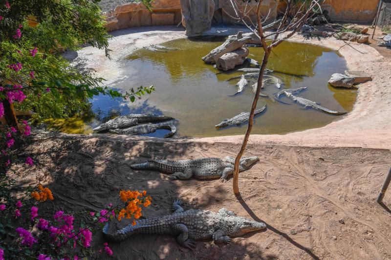 Los zoológicos, sin turistas