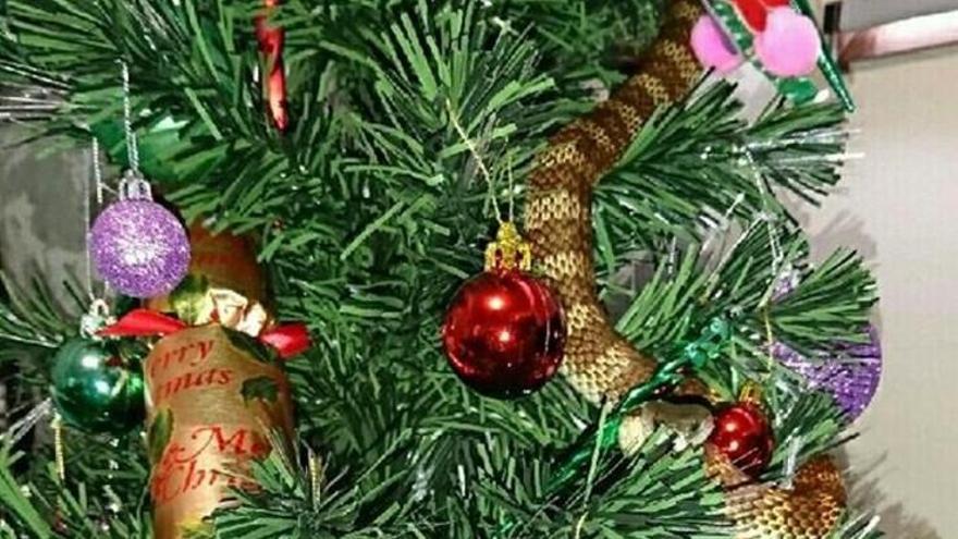 Una australiana se encuentra un serpiente tigre en su árbol de Navidad