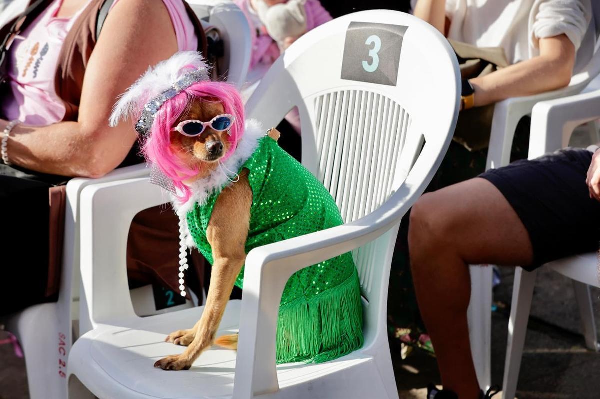 Carnaval Canino de Las Palmas de Gran Canaria 2026