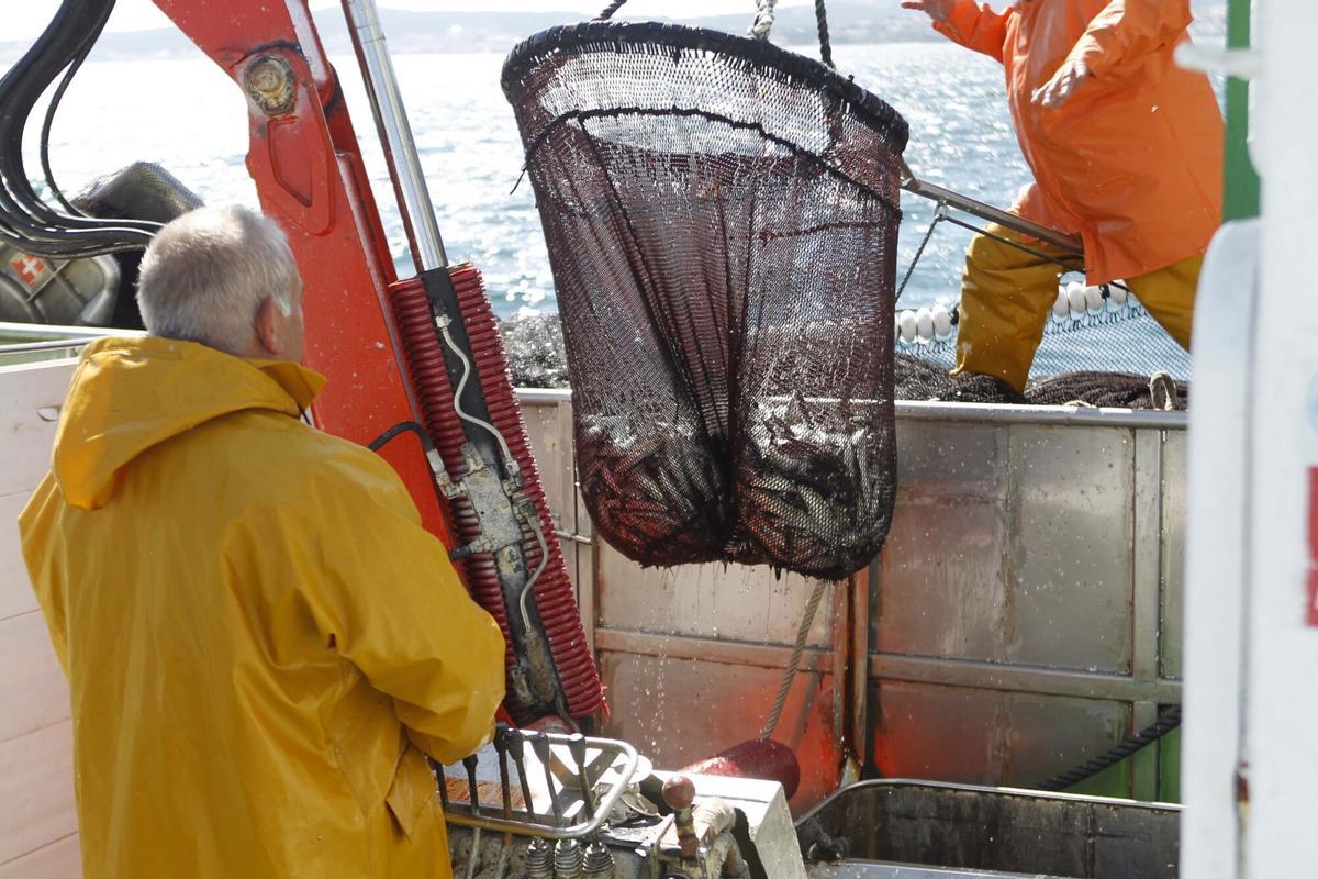 Un barco del cerco extrae sardina de la ría de Arousa.