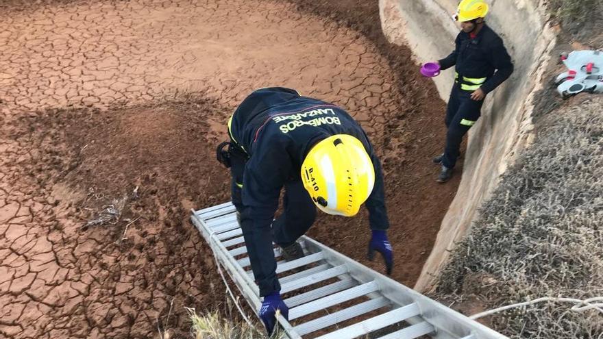 Labores de rescate de dos perros en Costa Teguise