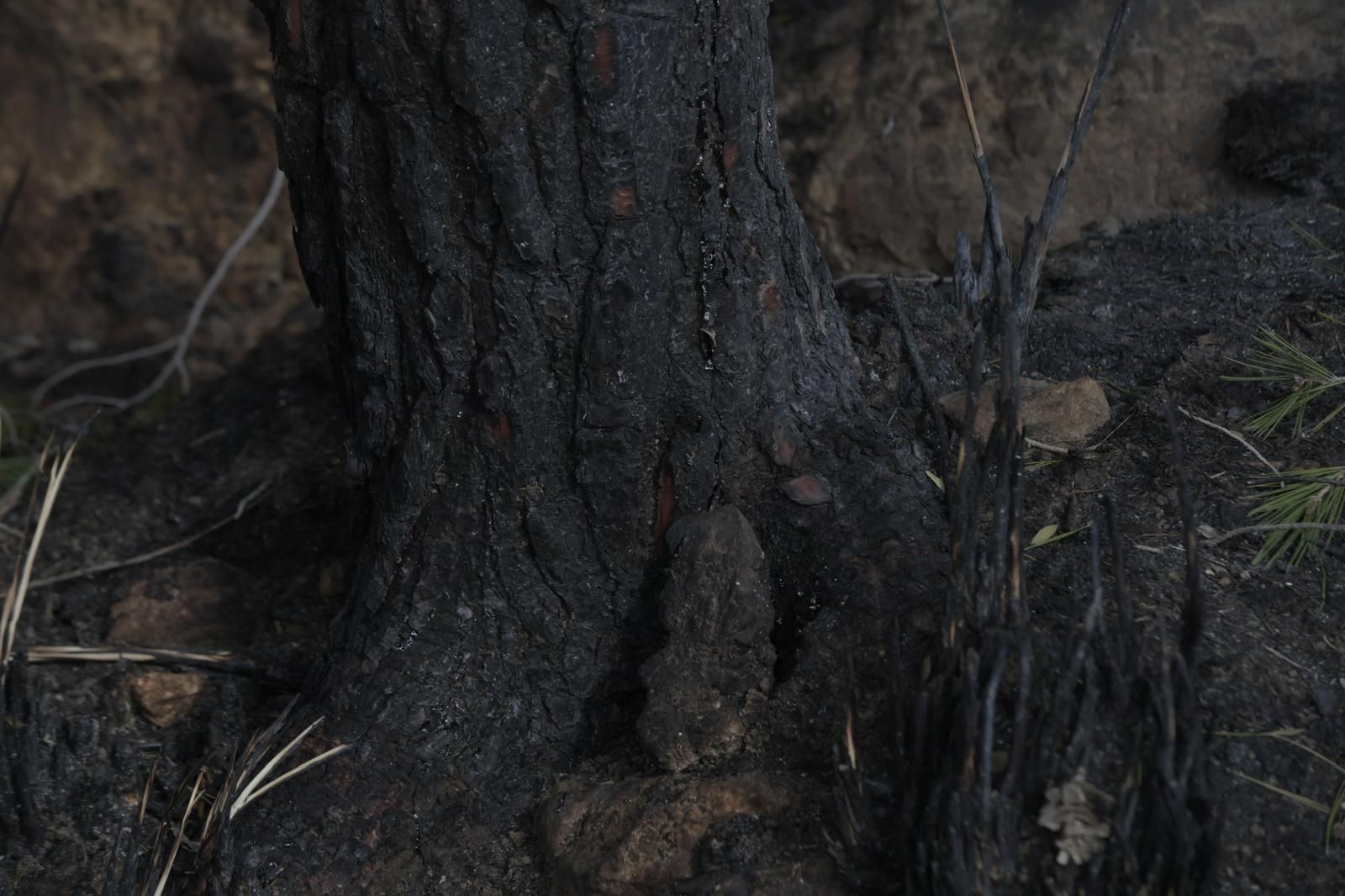 FOTOS | Dan por controlado el incendio de Andratx
