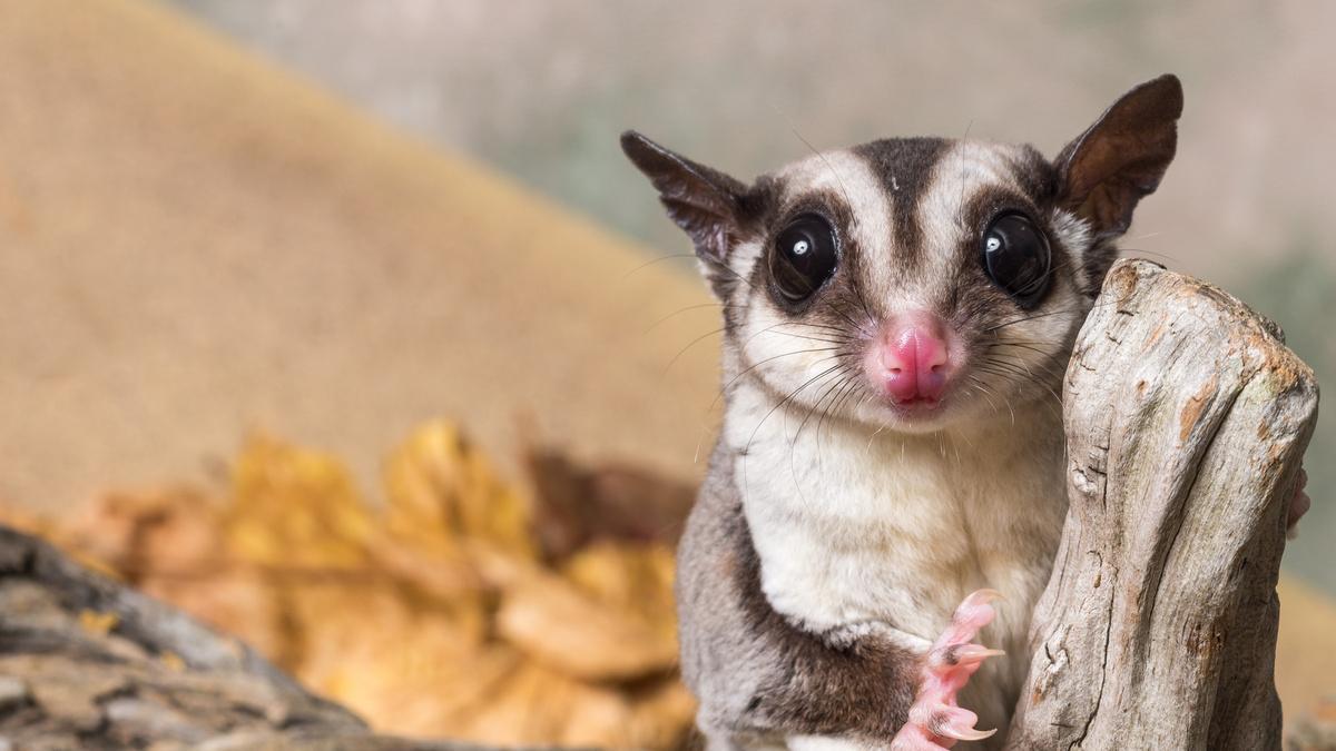 NO REGALAR PETAUROS | Petauro del azúcar: por qué no debes regalar nunca animales exóticos en estas fiestas NO REGALAR PETAUROS | Petauro del azúcar: por qué no debes regalar nunca animales exóticos en estas fiestas