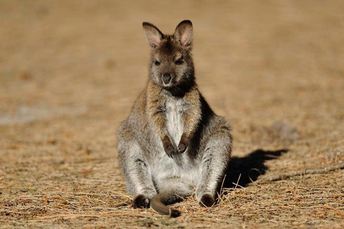 Los wallaby son una de las especies de marsupiales de Tasmania.
