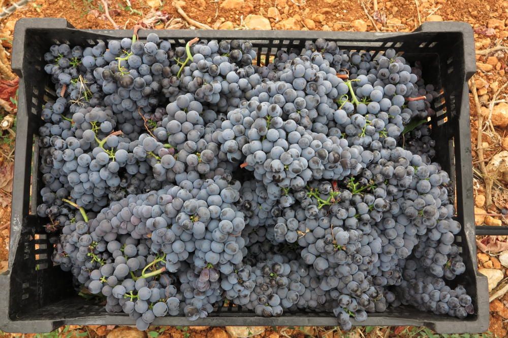 Weinlese auf Mallorca