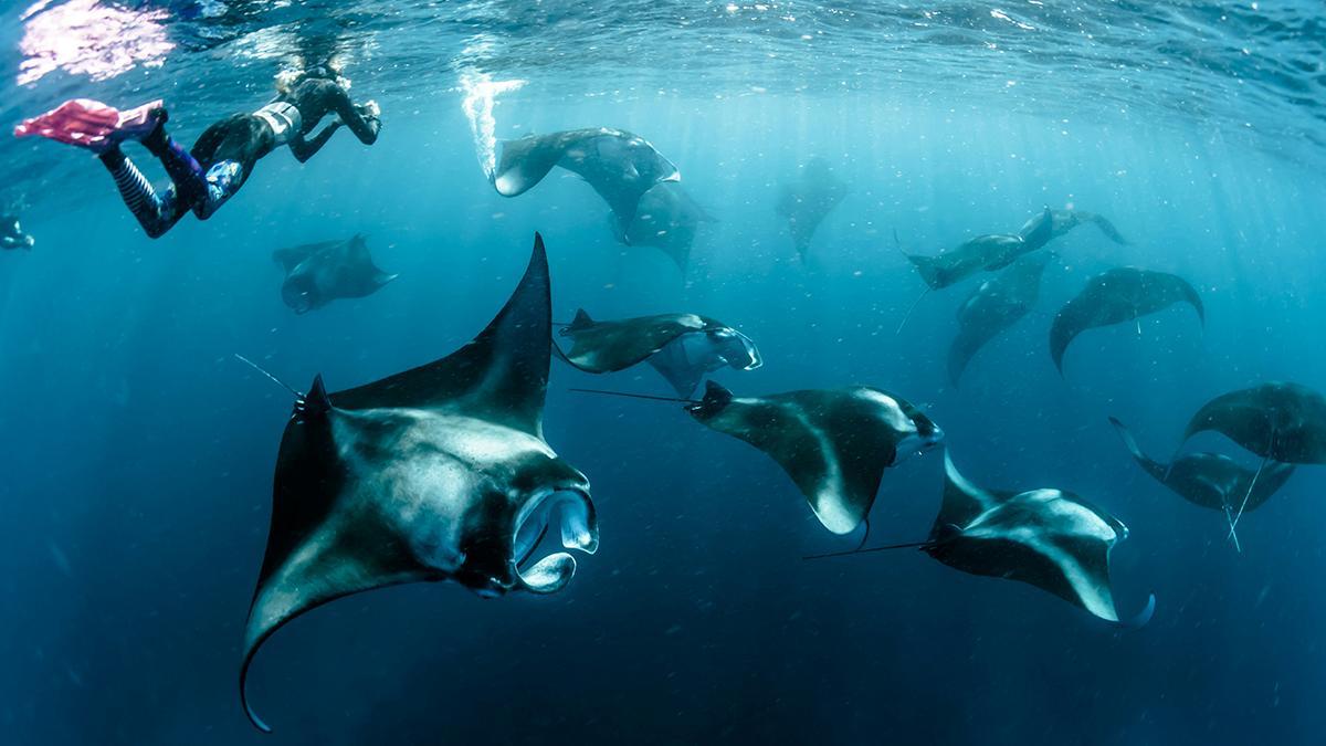 Mantas de arrecife en Baa Atoll, uno de los grandes santuarios marinos de Maldivas.