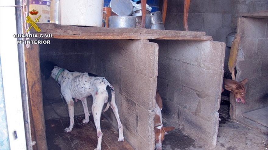 Un detenido por maltrato continuado a 44 perros en Gran Canaria