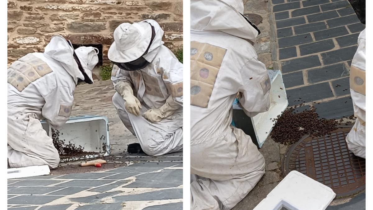 Enjambre de abejas retirado por los bomberos