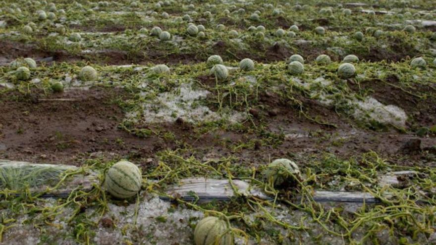 La producción de sandía murciana no pasa un buen año