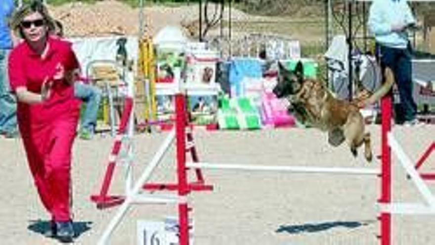 Campeonato de agility en vinaròs