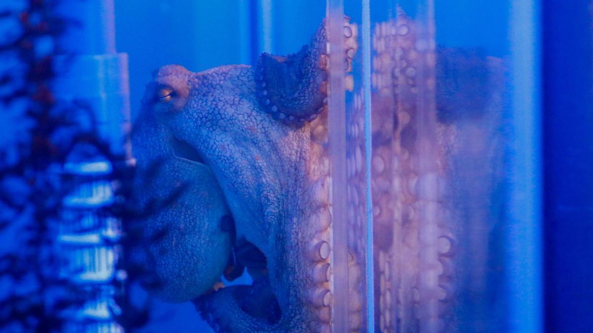 Pulpo en el Nueva Pescanova Biomarine Center, en una imagen de archivo.