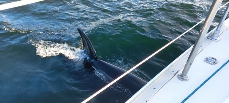 Una de las orcas que el jueves interactúo con el velero “Extra Mile” se dispone a sumergirse bajo el casco.