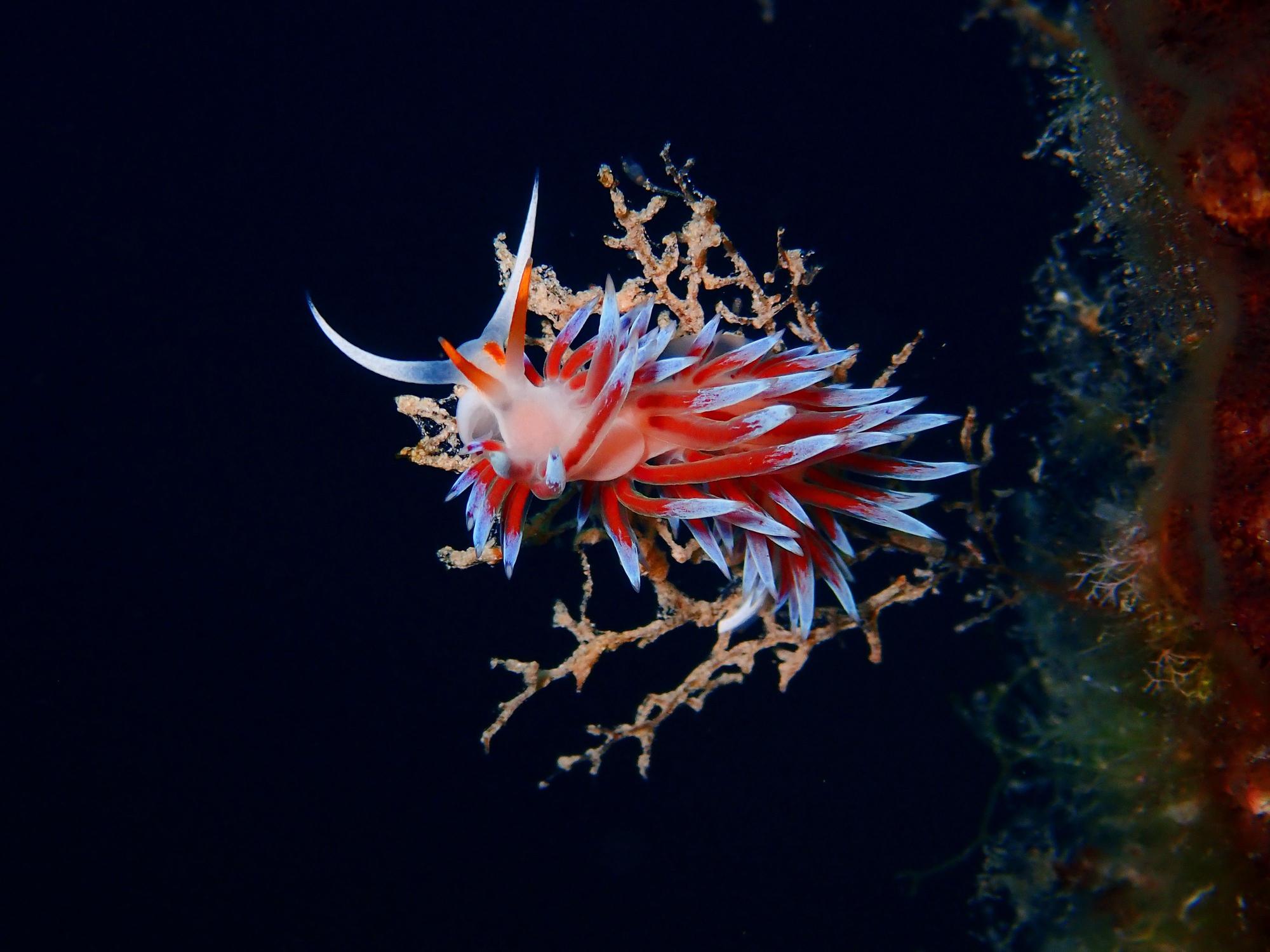 Estas son las fotos ganadoras del Certamen para la Conservación del Mar Balear