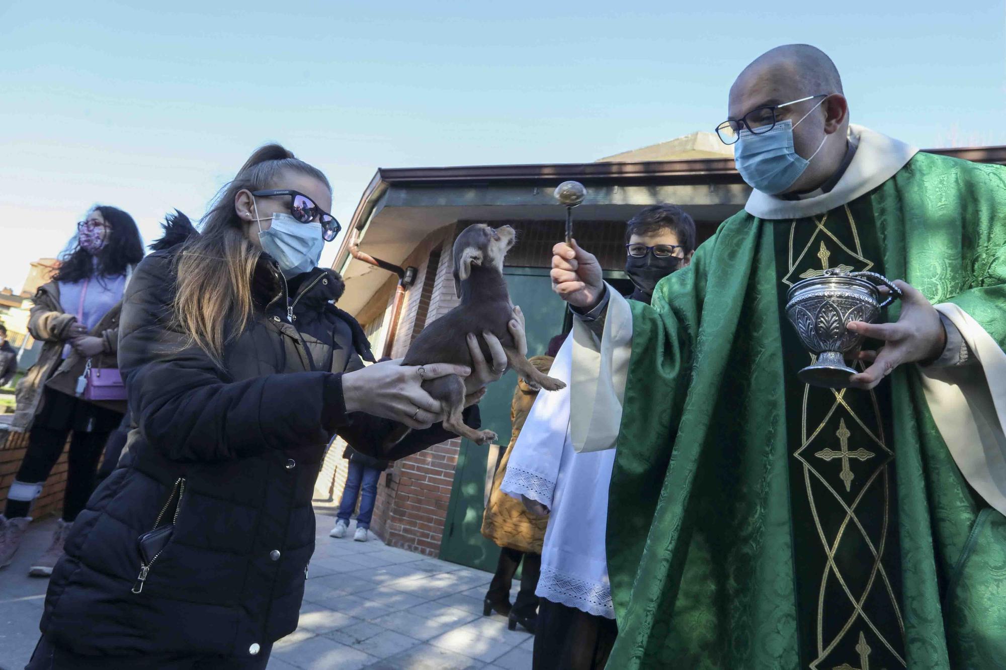 Bendición de animales por San Antón en Avilés