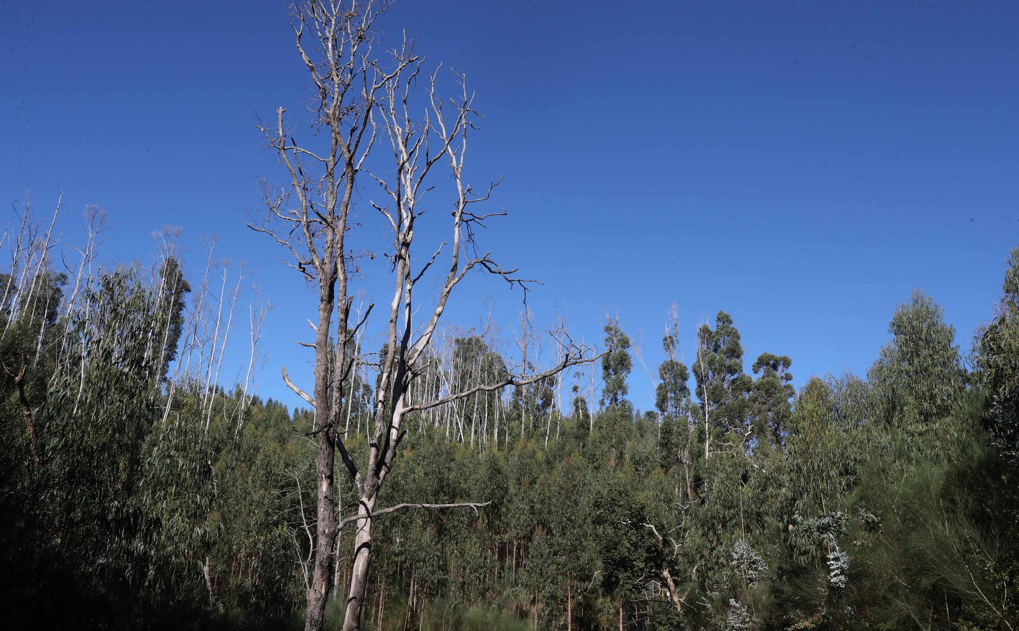 La reforestación de Chandebrito es más que una realidad cinco años después de la tragedia