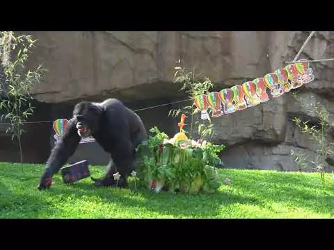 El chimpancé Djibril cumple 4 años