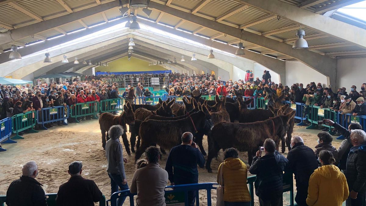 Momentos durante la feria asnal de San Vitero de este año. | Ch. S.