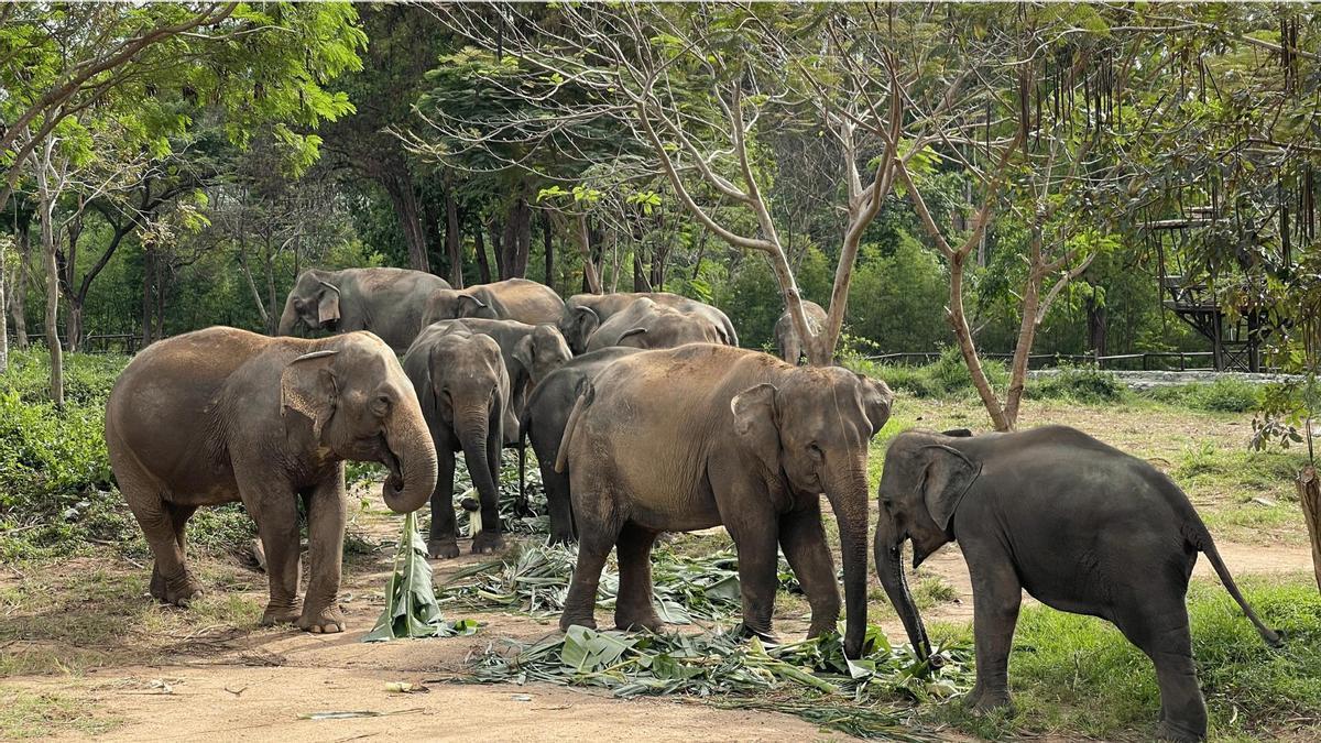 El Samui Elephant Kingdom Sanctuary es una reserva natural en la que conviven 10 elefantes que han sido rescatados