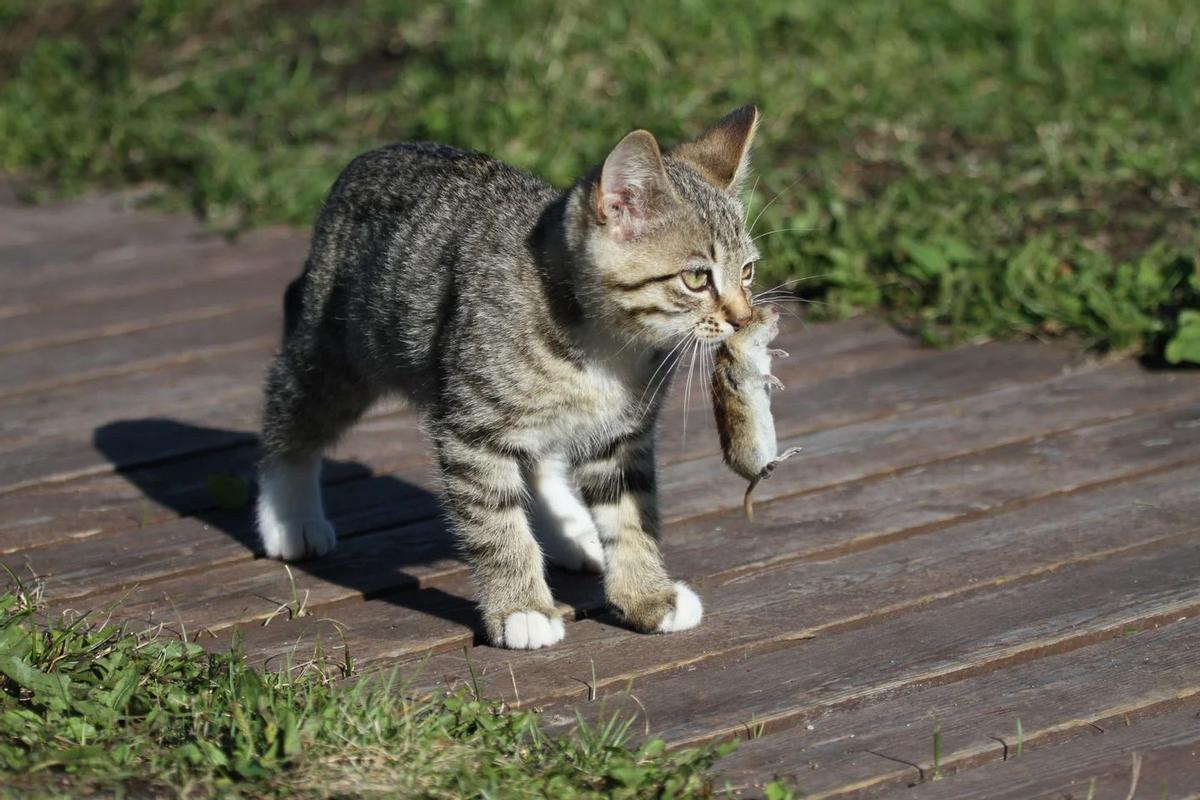 Gato con una presa.