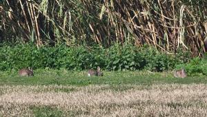 Conejos en la ribera del río Besòs