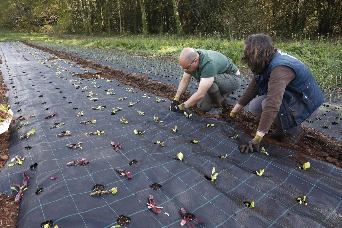En Entrelampo todos os empregados traballan a terra, sementan e colleitan