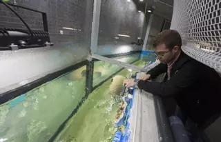 El acuario de la plaza Nueva reabrirá este jueves tras veinte meses cerrado