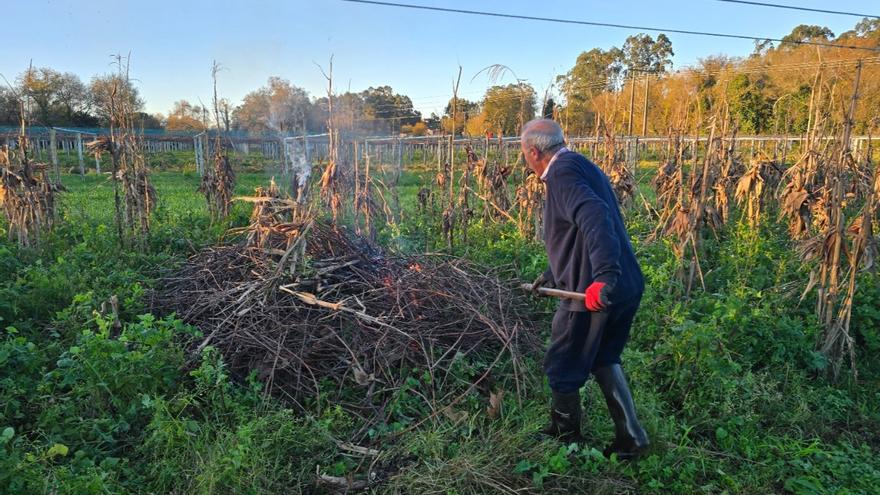 La madrugadora poda del viñedo alcanza su ecuador