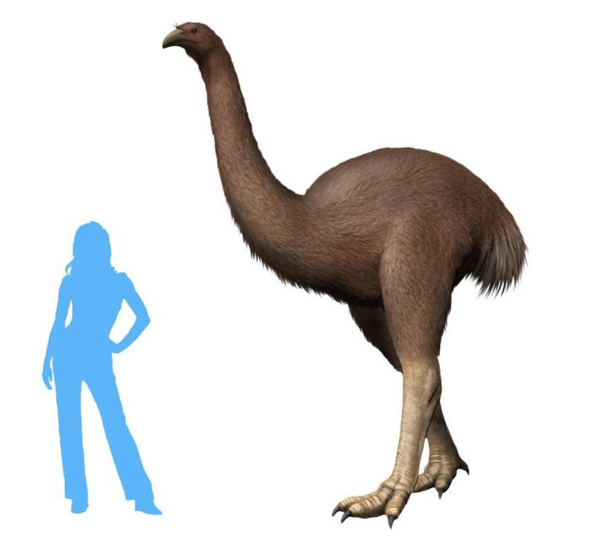 Moa (Dinornis robustus), un ave extinta que Colossal quiere recuperar