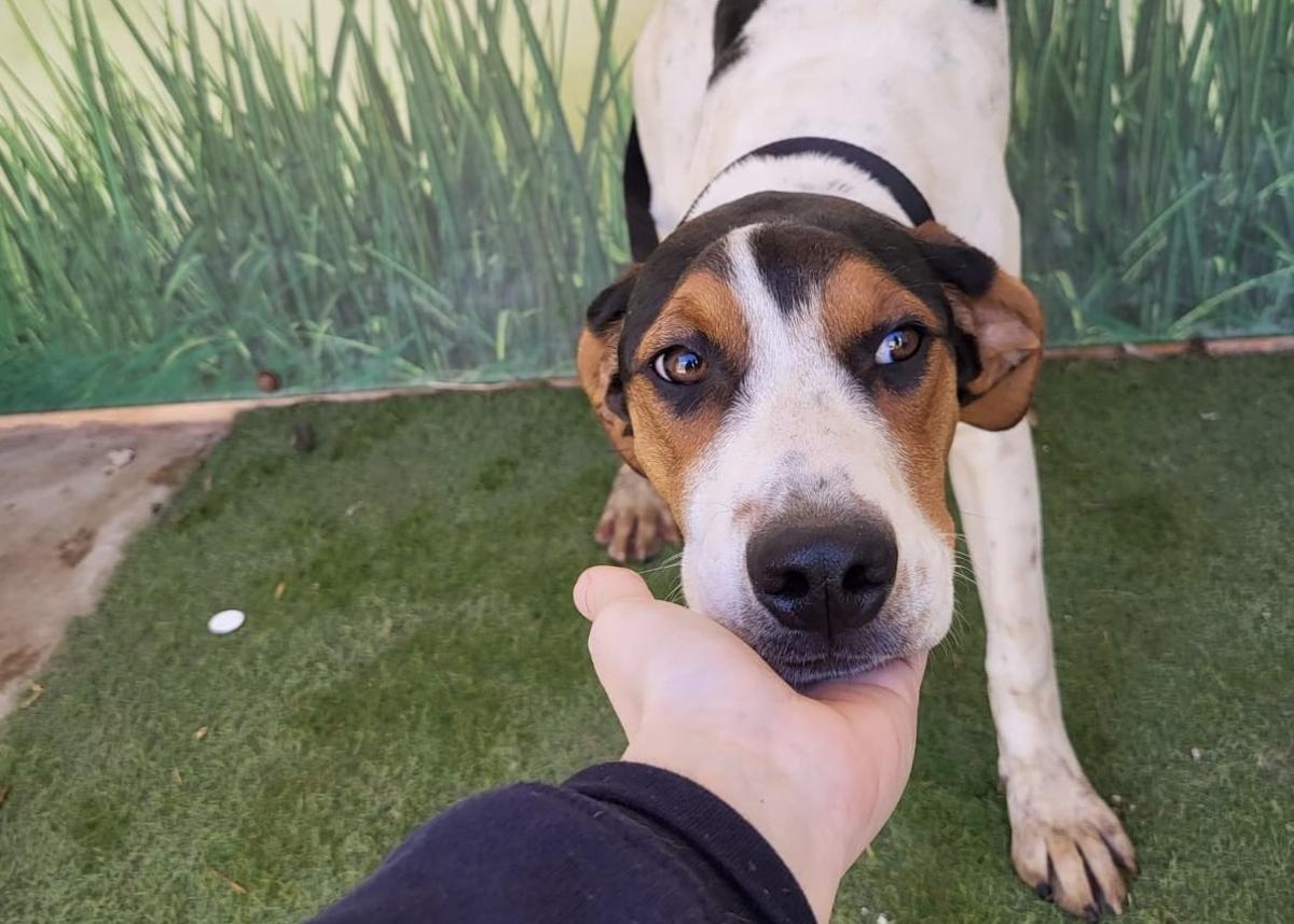 Un dueño acaricia a su mascota.