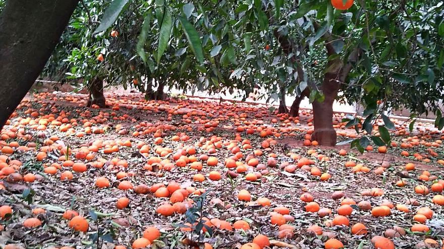 Naranjas en tierra en el campo que Rosa Mª Teresí tiene en la Barraca d’Aigües Vives. | LEVANTE-EMV