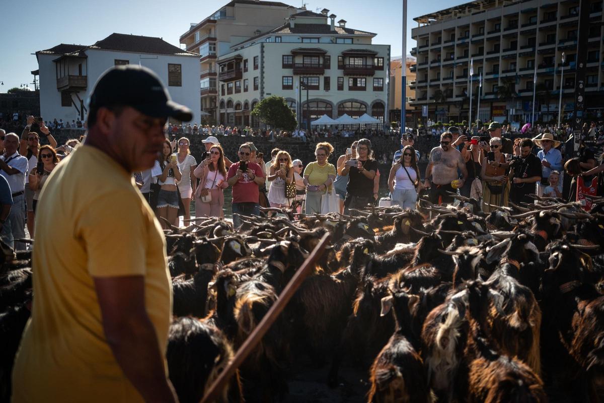 Así se vivió el tradicional baño de cabras en el muelle de Puerto de la Cruz