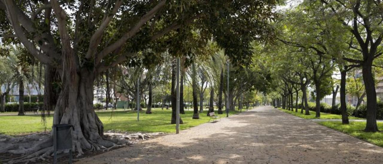 Árboles en uno de los paseos del parque de Joan Fuster de Gandia, junto a la avenida de Blasco Ibáñez.   | RAFA ANDRÉS