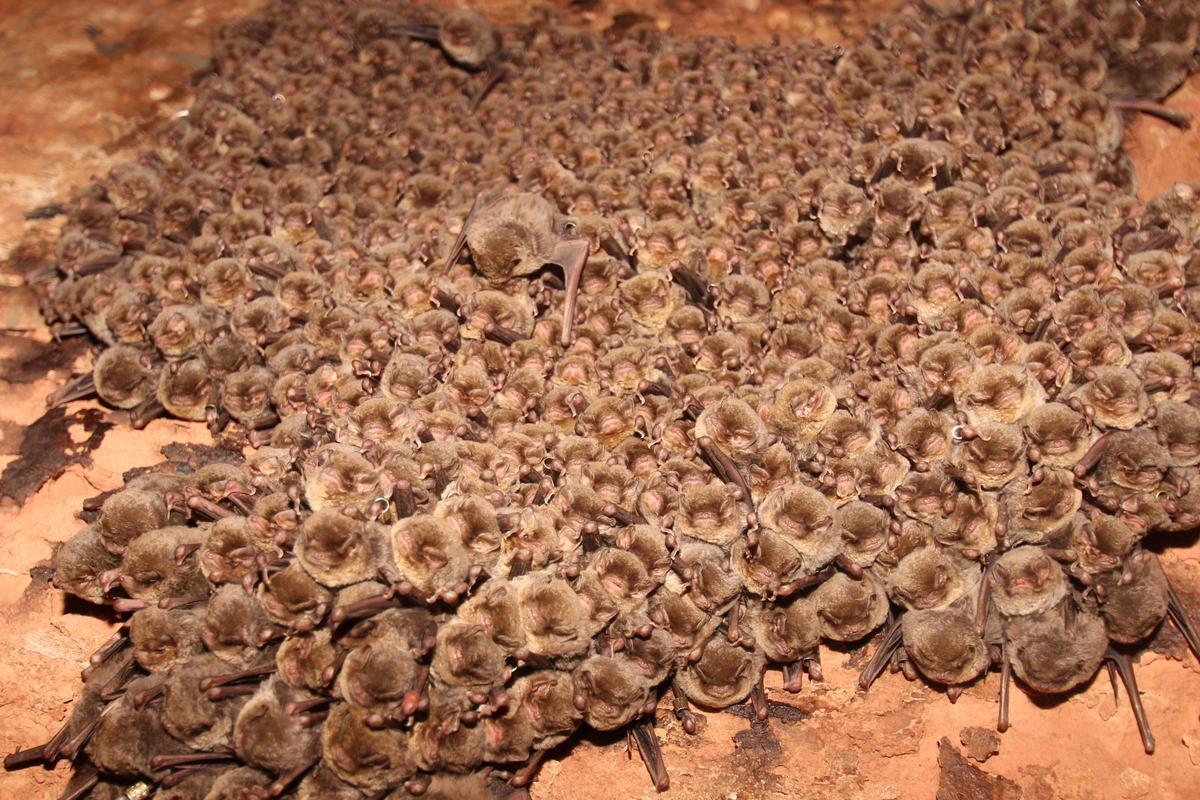 Ratpenats a l'avenc del Daví