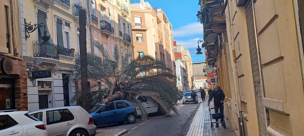 La histórica palmera de la calle Julio Antonio, víctima