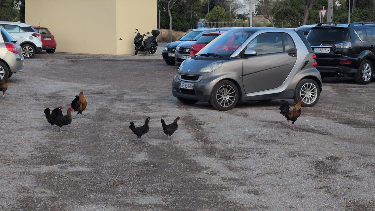 Una plaga de gallinas salvajes se expande en el Secar de la Real