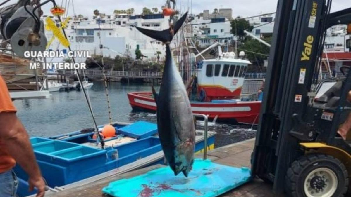 Quince denuncias por pesca ilegal del atún en aguas de Lanzarote